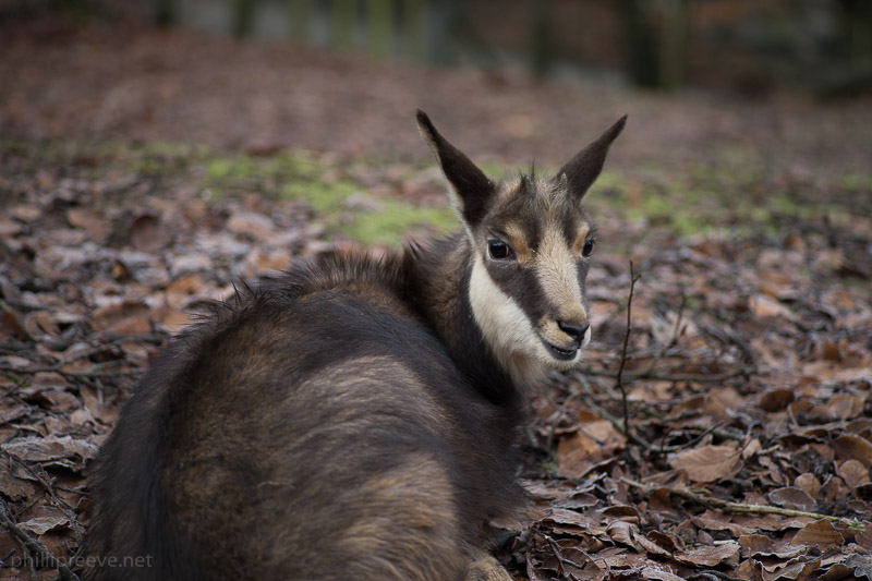 Zeiss Sonnar 2.8/90 Sample Image