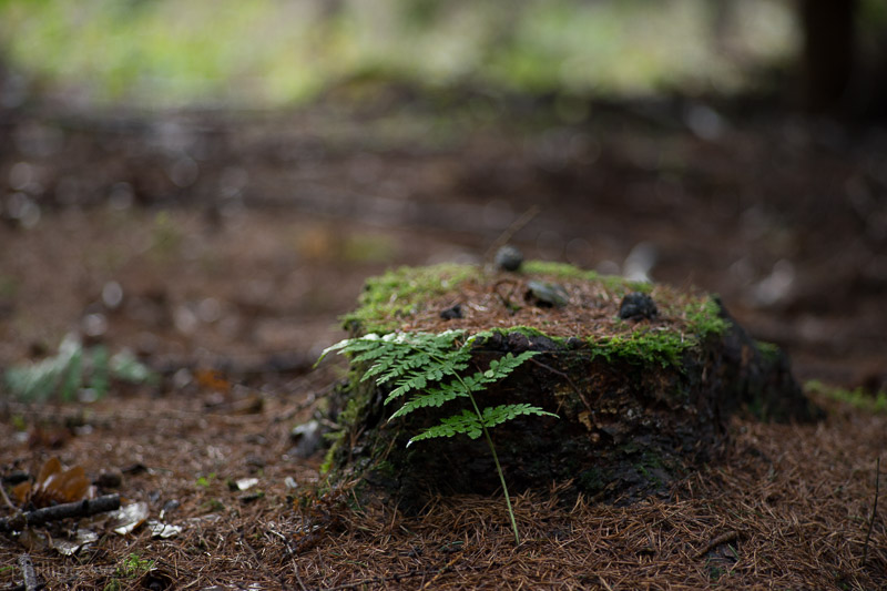 Zeiss Sonnar 2.8/90 Sample Image