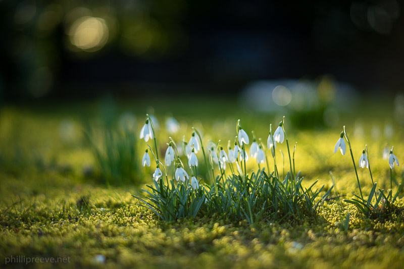 Sony a7 | Minolta MC 85mm 1:1.7 | f/1.7