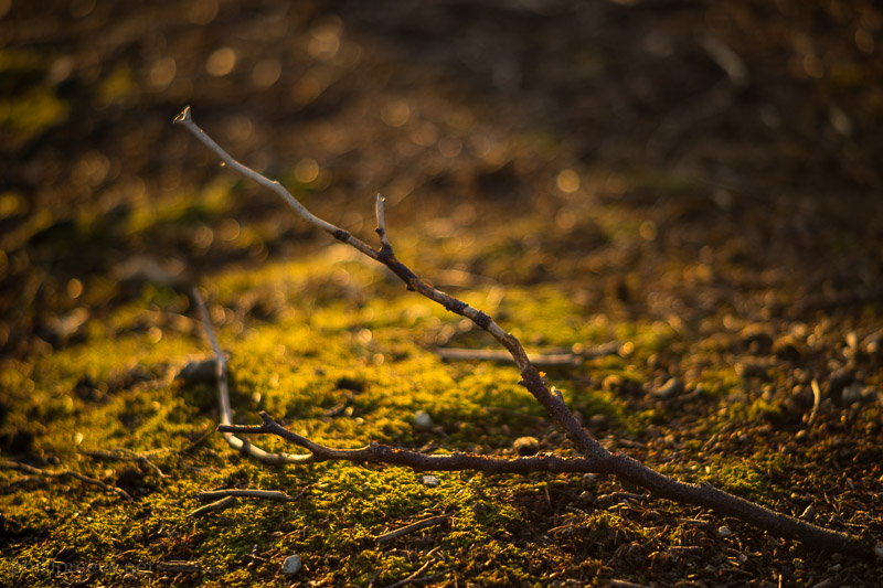 Sony a7 | Minolta MC 85mm 1:1.7 | f/1.7