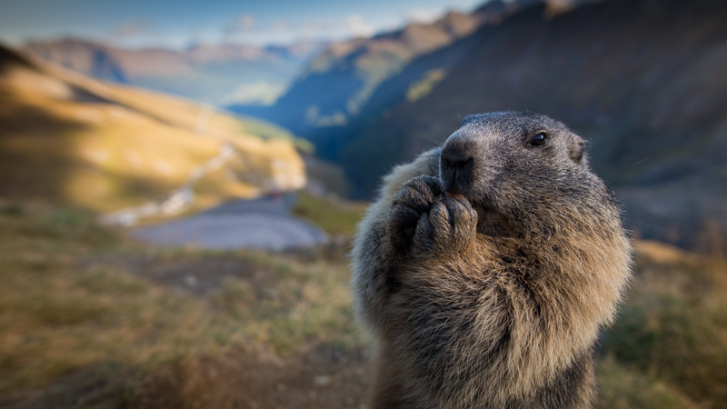 nikon 20mm 1.8g close up marmot