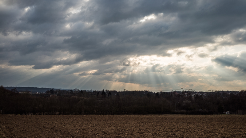 sunbeams sun forest field corn a7s loxia zeiss carl