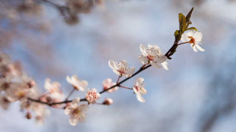 close up zeiss loxia 35mm 2.0 bokeh blossom kirschblüte cherry sony a7s
