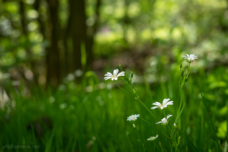 Sony_FE_50mmf1.8-2