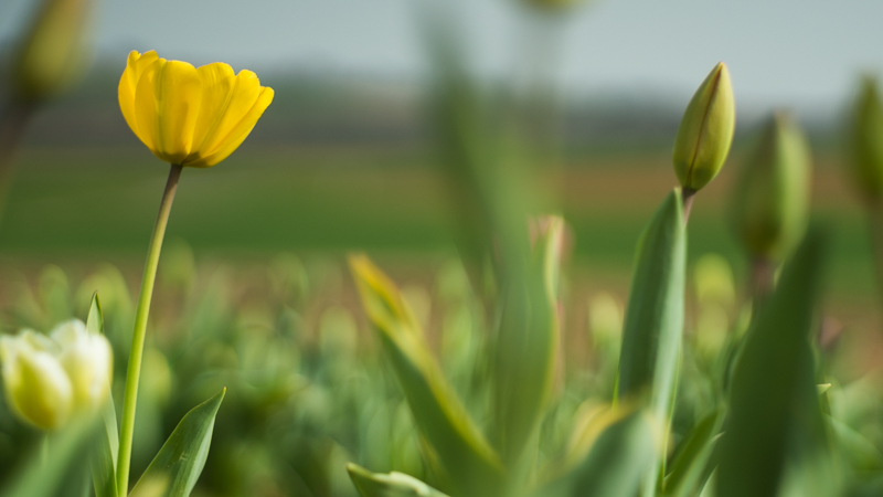 jupiter 9 85mm 2.0 soviet bokeh portrait sony a7 review e-mount leica close focus flower tulip