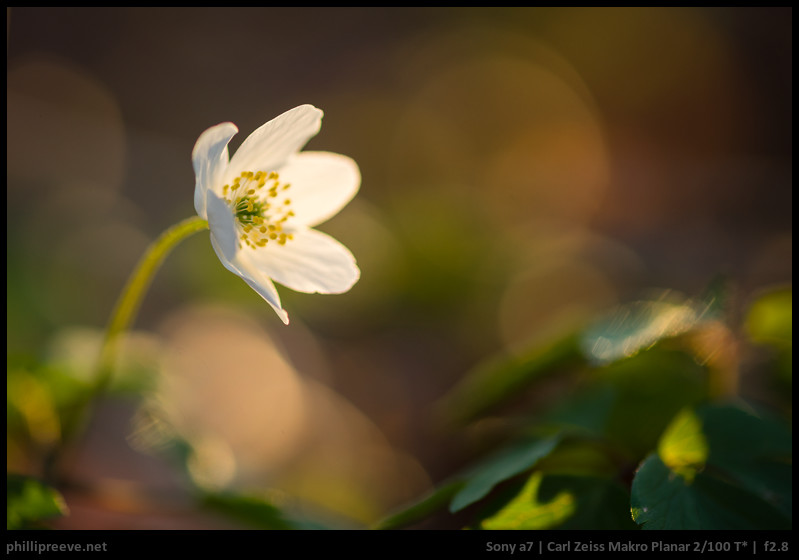 HOT好評Sony可!Carl Zeiss Makro Planar T* 50mm F2 レンズ(単焦点)