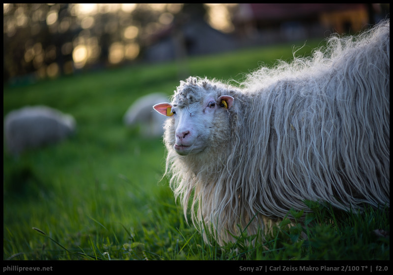 Review: Zeiss Makro-Planar 100mm f2 - phillipreeve.net