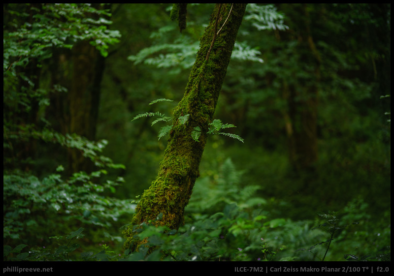 Review: Zeiss Makro-Planar 100mm f2 - phillipreeve.net