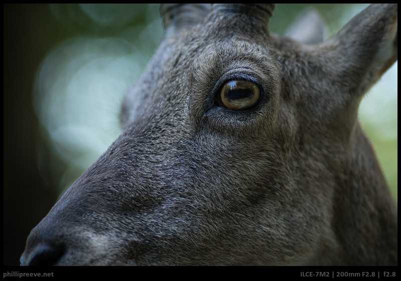 Review: Minolta AF APO Tele 200mm 1:2.8 - phillipreeve.net