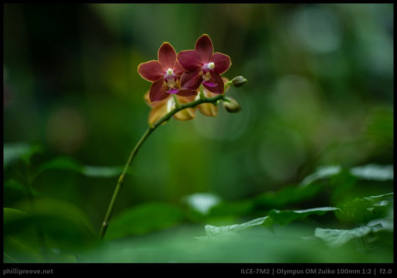 olympus_om_zuiko_100mmf2-56