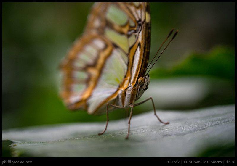 Marchito presidente Presentador Sony FE 2.8/50 Macro Review: Not perfect but handy - phillipreeve.net