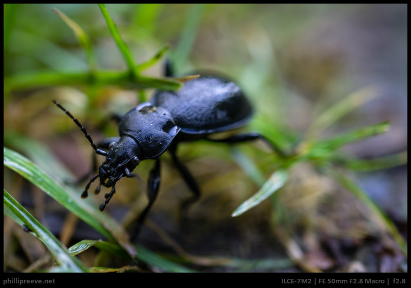 Sony FE 2.8/50 Macro Review: Not perfect but handy - phillipreeve.net