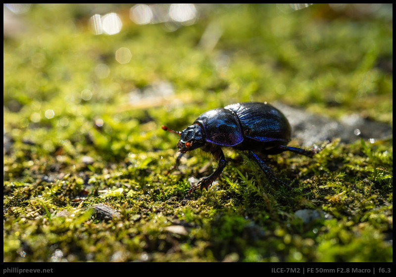 Sony FE 2.8/50 Macro Review: Not perfect but handy - phillipreeve.net