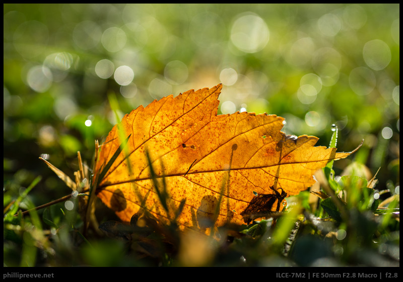 sony fe 50mm macro