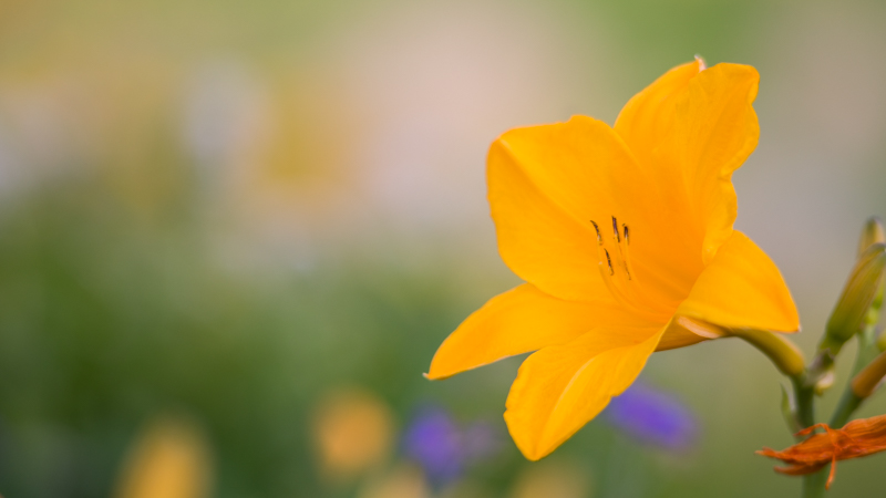 bokeh natur nature macro makro close up pk-13 extension tube nikon nikkor manual focus ed 180mm ai ais ai-s tele lens fast sony a7r a7 a7ii a7s a7rii mark 2 series bokeh