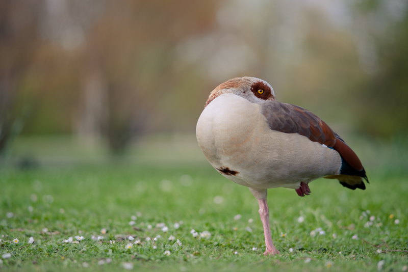 nikon nikkor manual focus ed 180mm ai ais ai-s tele lens fast sony a7r a7 a7ii a7s a7rii mark 2 series bokeh natur nature goose duck bird volgen