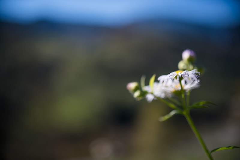 tokina macro makro 35mm 2.8 sony a7 a7rII a7rm2 close backlit flare sharpness