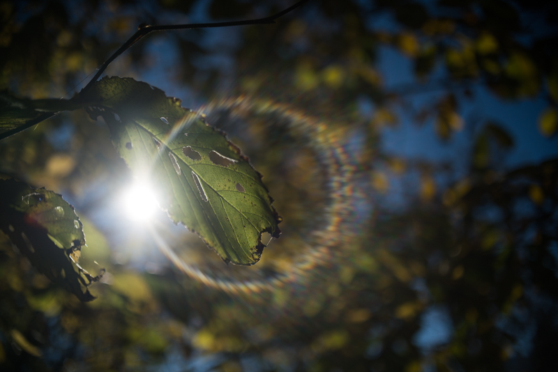 tokina macro makro 35mm 2.8 sony a7 a7rII a7rm2 close backlit flare sharpness