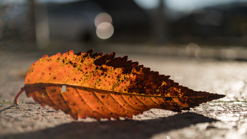 tokina macro makro 35mm 2.8 sony a7 a7rII a7rm2 close backlit flare sharpness