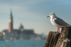 Venice Daylight II