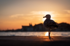 Venice Sunset II
