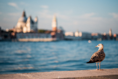 Venice Sunrise IV
