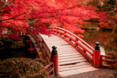 Daigo Ji Temple I