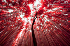 Arashiyama Bamboo Grove III "Aerochome"