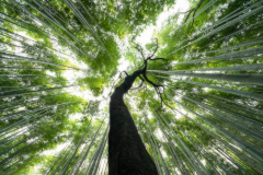 Arashiyama Bamboo Grove II