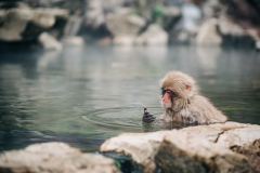 Snow Monkey