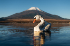Mt Fuji I