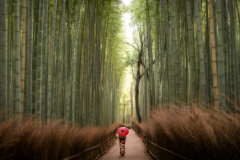 Arashiyama Bamboo Grove I
