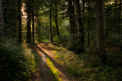 Forest I