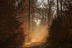 Forest IV