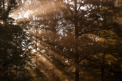 Forest III