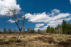 Forest VII