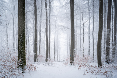 Snow II