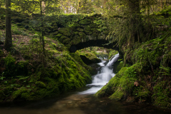 Forest VI