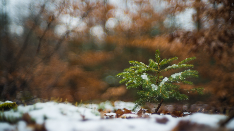 jupiter-3 zenith sonnar sony a7s bokeh