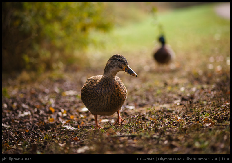 Short Review: Olympus OM Zuiko MC 100mm 1:2.8 - phillipreeve.net