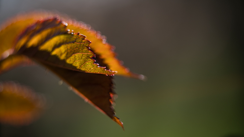 16mm+10mm Kenko Extension tube loxia zeiss 85mm 2.4 carl sony a7r ii review comparison