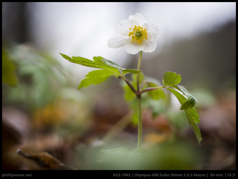 Review: Olympus OM Zuiko Macro 50mm 1:3.5 - phillipreeve.net