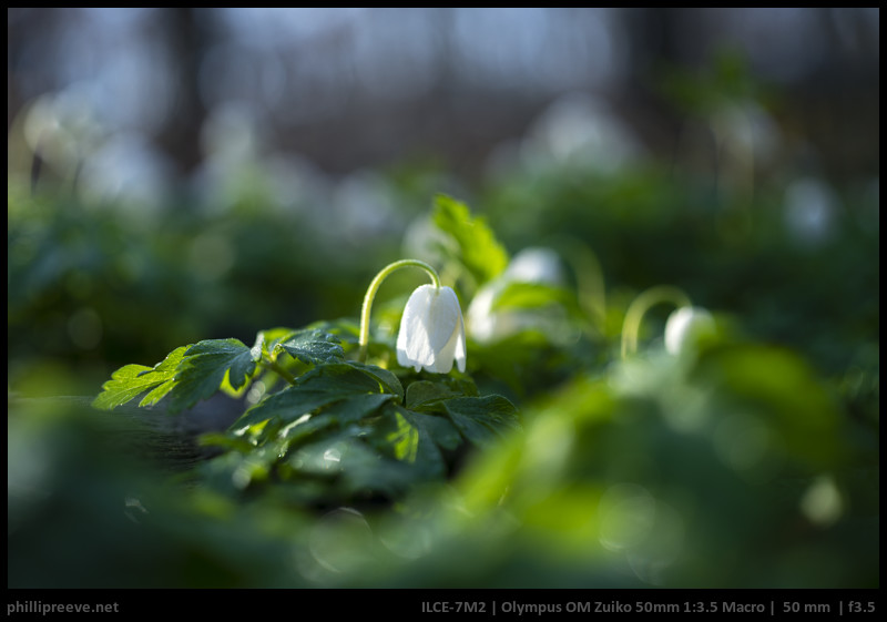 Review Olympus Om Zuiko Macro 50mm 1 3 5 Phillipreeve Net