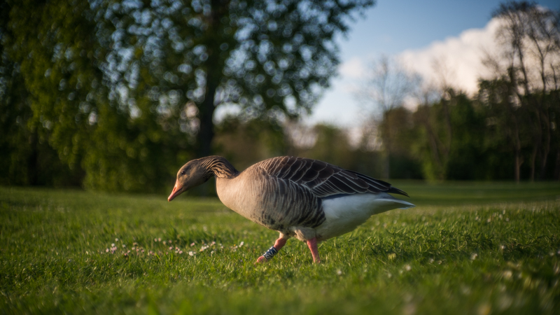 nikon s nikkor rangefinder nikkor-s 50mm 1.4 rf sony a7 a7rii bokeh 