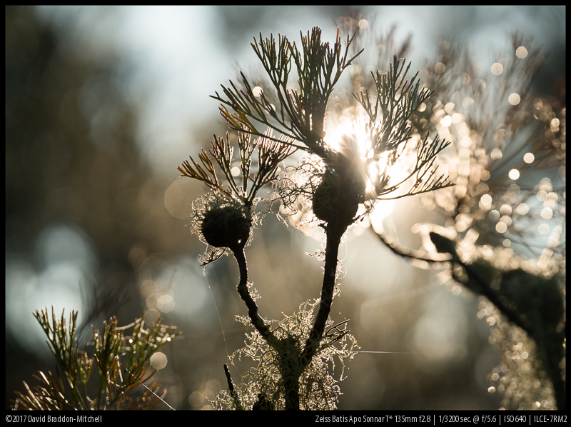 Review: Zeiss Batis Apo Sonnar T* 135mm f2.8 - phillipreeve.net