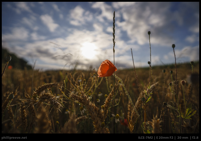 Tokina Firin 20mm F2 FE Review: A good deal? - phillipreeve.net