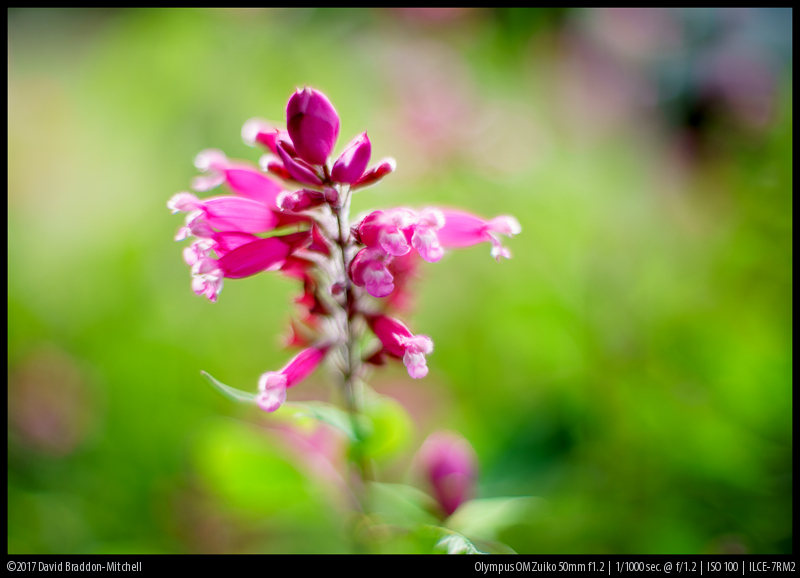 zuiko 1.2 50mm