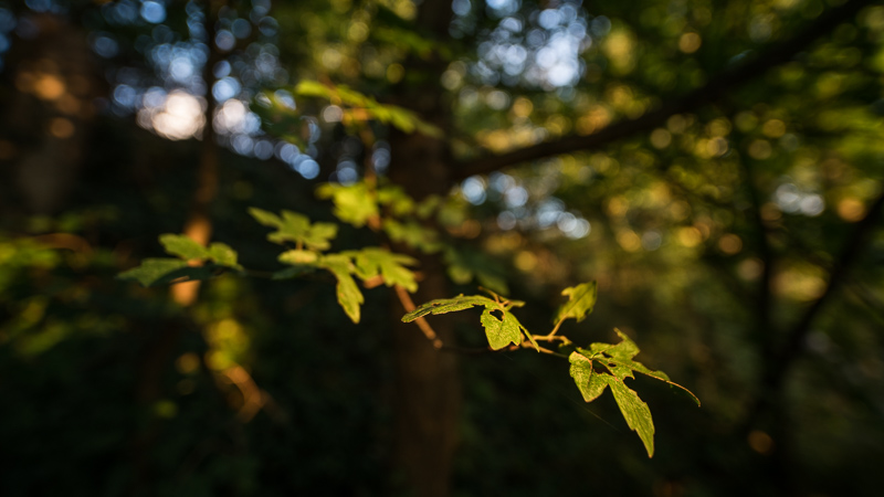 laowa 15mm 2.0 fe venus optics review flare close up macro 