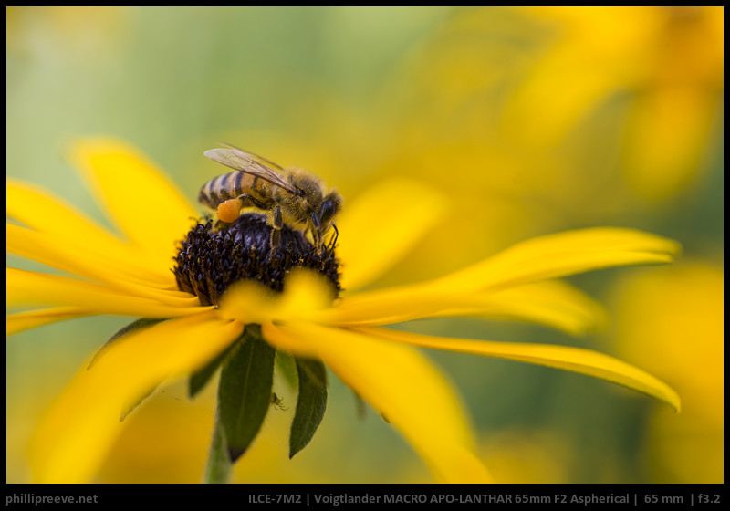 Review Voigtlander 65 mm F2 Macro APO-Lanthar 