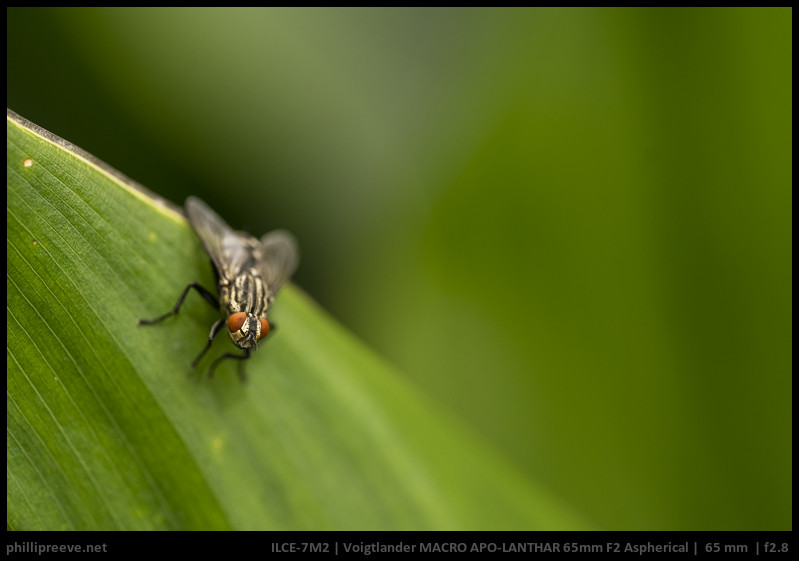 単焦点フォクトレンダー MACRO APO-LANTHAR 65mm F2